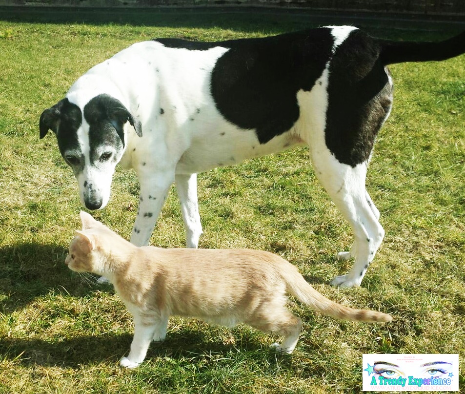 cane e gatto insieme animali da compagnia
