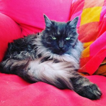 Tiragraffi: come proteggere mobili e divani dai gatti