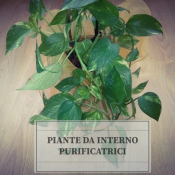 piante da interno depurative