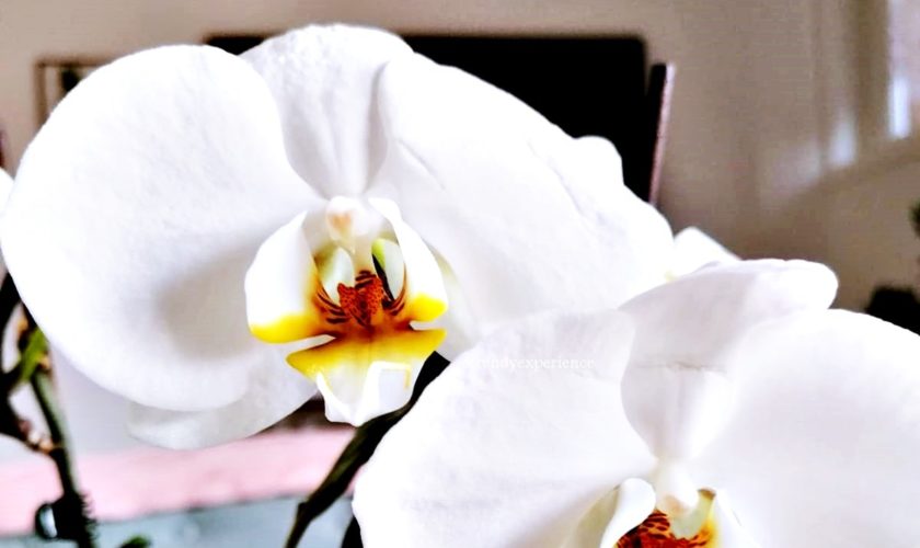 orchidea in vaso consigli per farla vivere tutto l'anno
