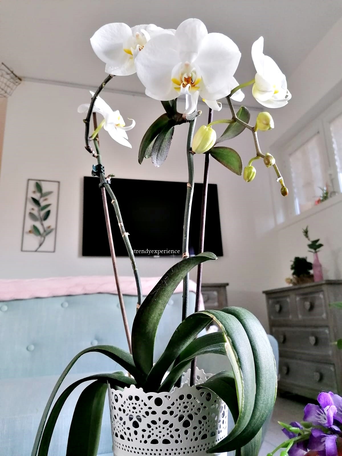 orchidea in vaso