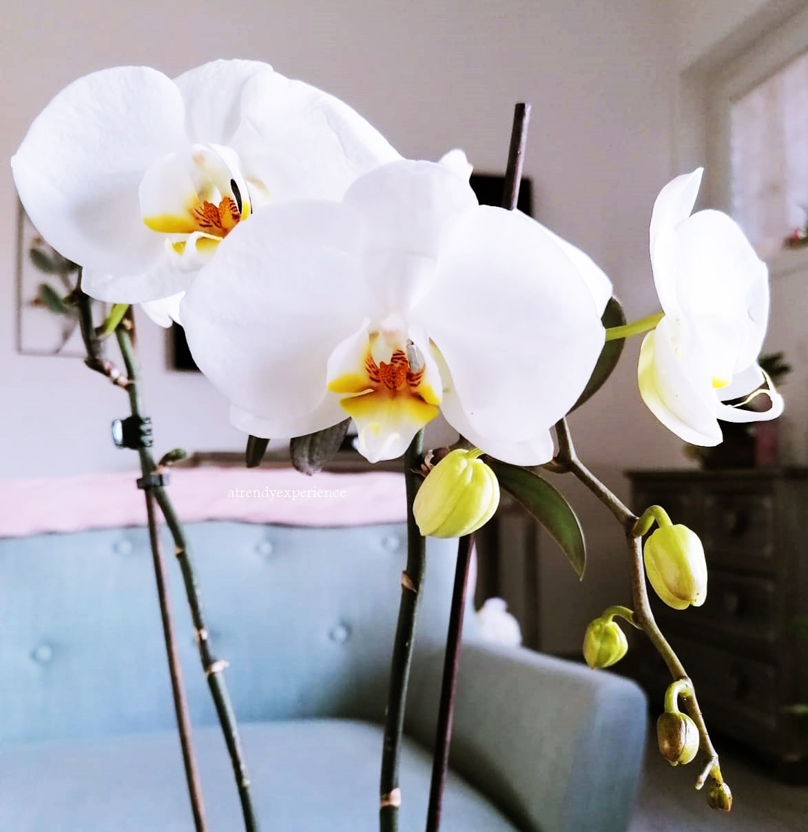 Orchidea in vaso, come Curarla, Conservarla e farla Rifiorire in modo naturale
