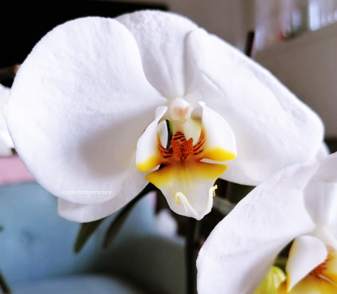 Orchidea in vaso, come Curarla, Conservarla e farla Rifiorire in modo naturale