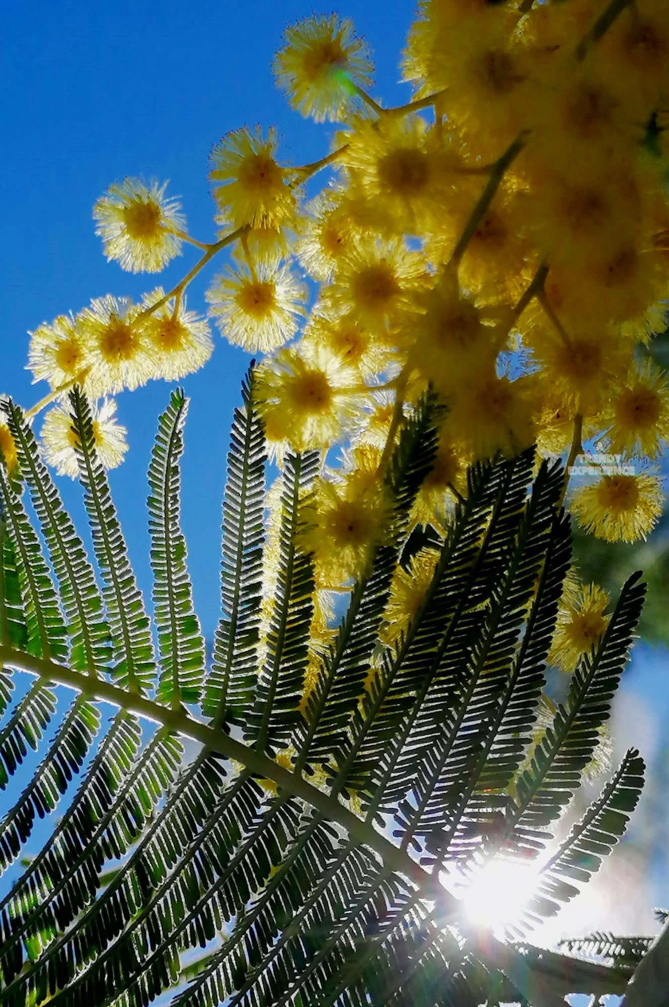 pianta mimosa