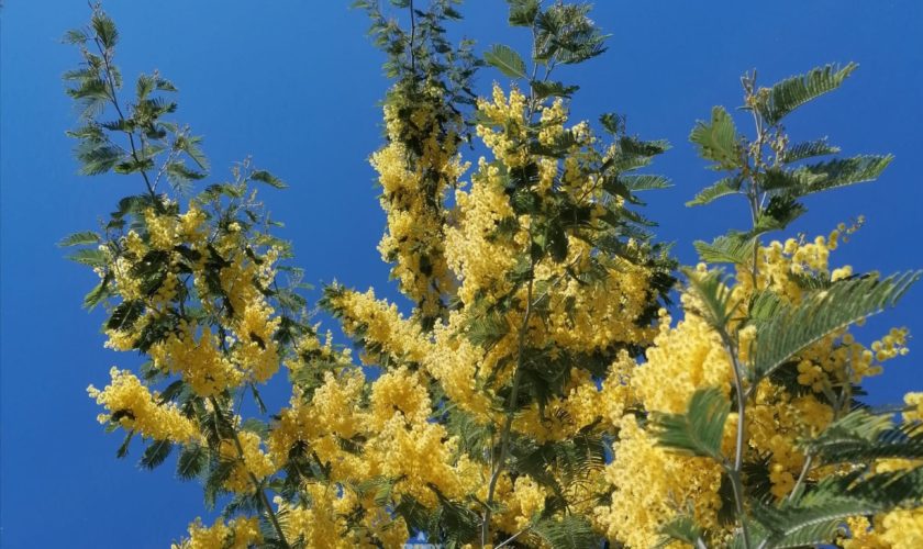 mimosa pianta cura manutenzione irrigazione