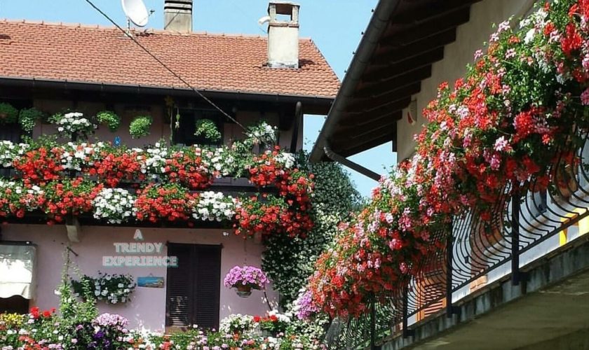 piante e fiori da balcone