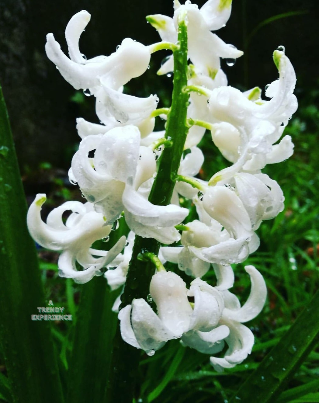 giacinto selvatico bianco