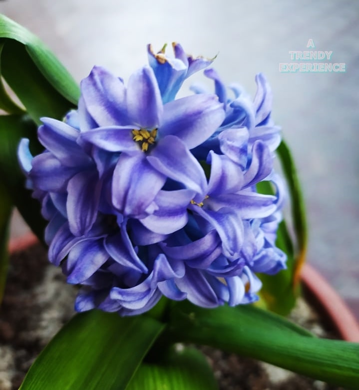 giacinto blu