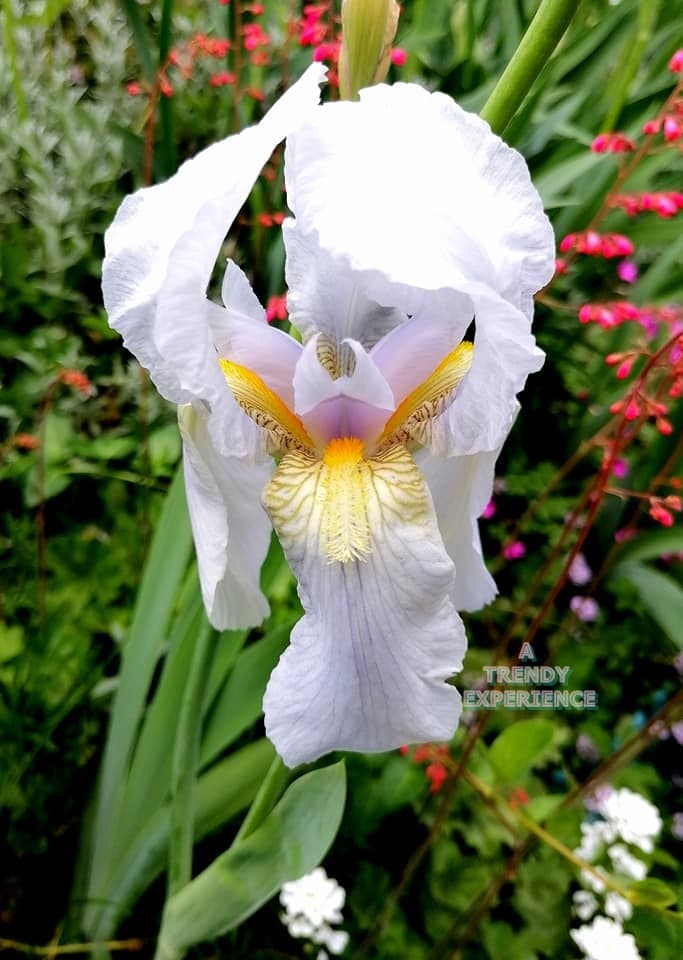 iris bianco