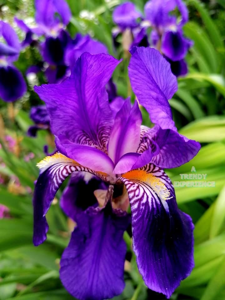 iris o giaggiolo blu