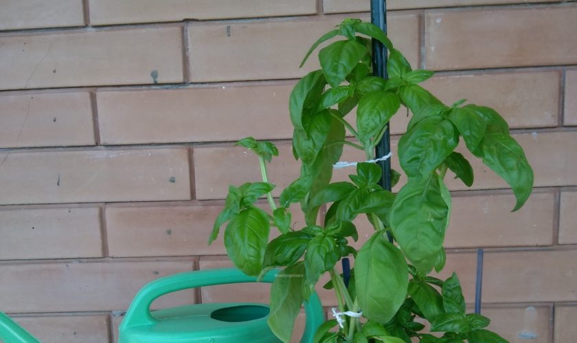come coltivare il basilico in vaso sul balcone