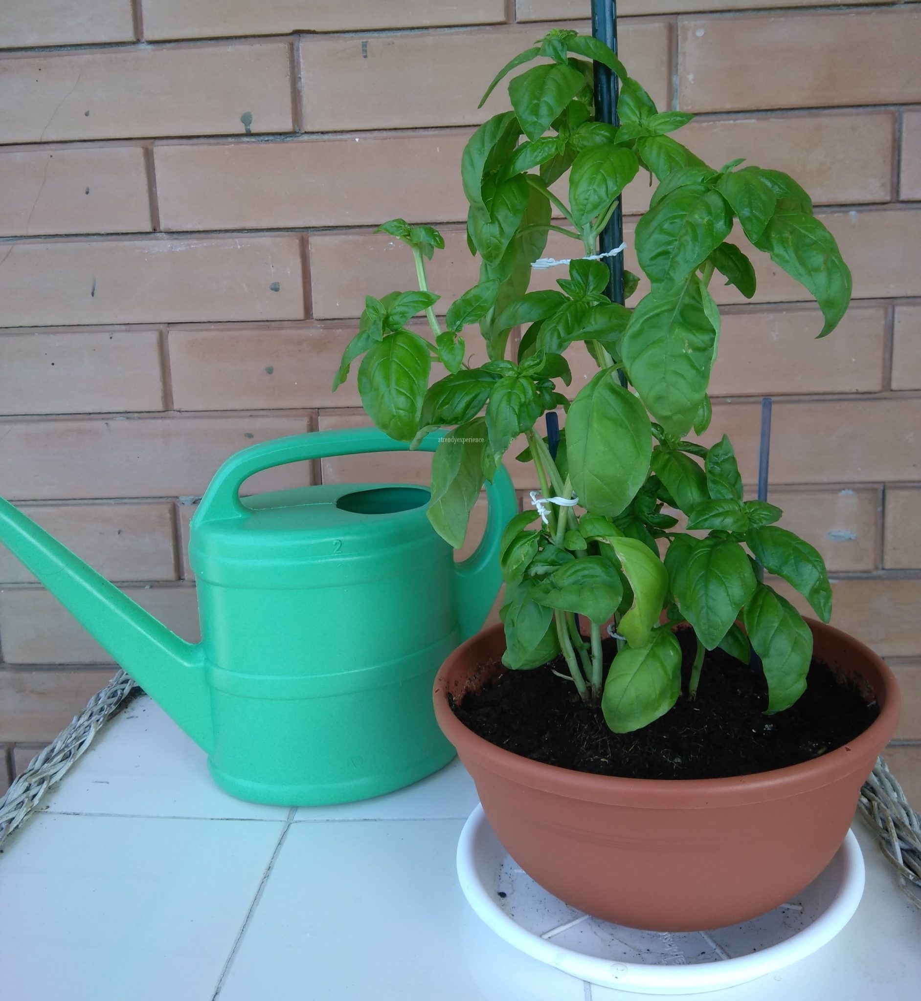 come coltivare il basilico in vaso sul balcone