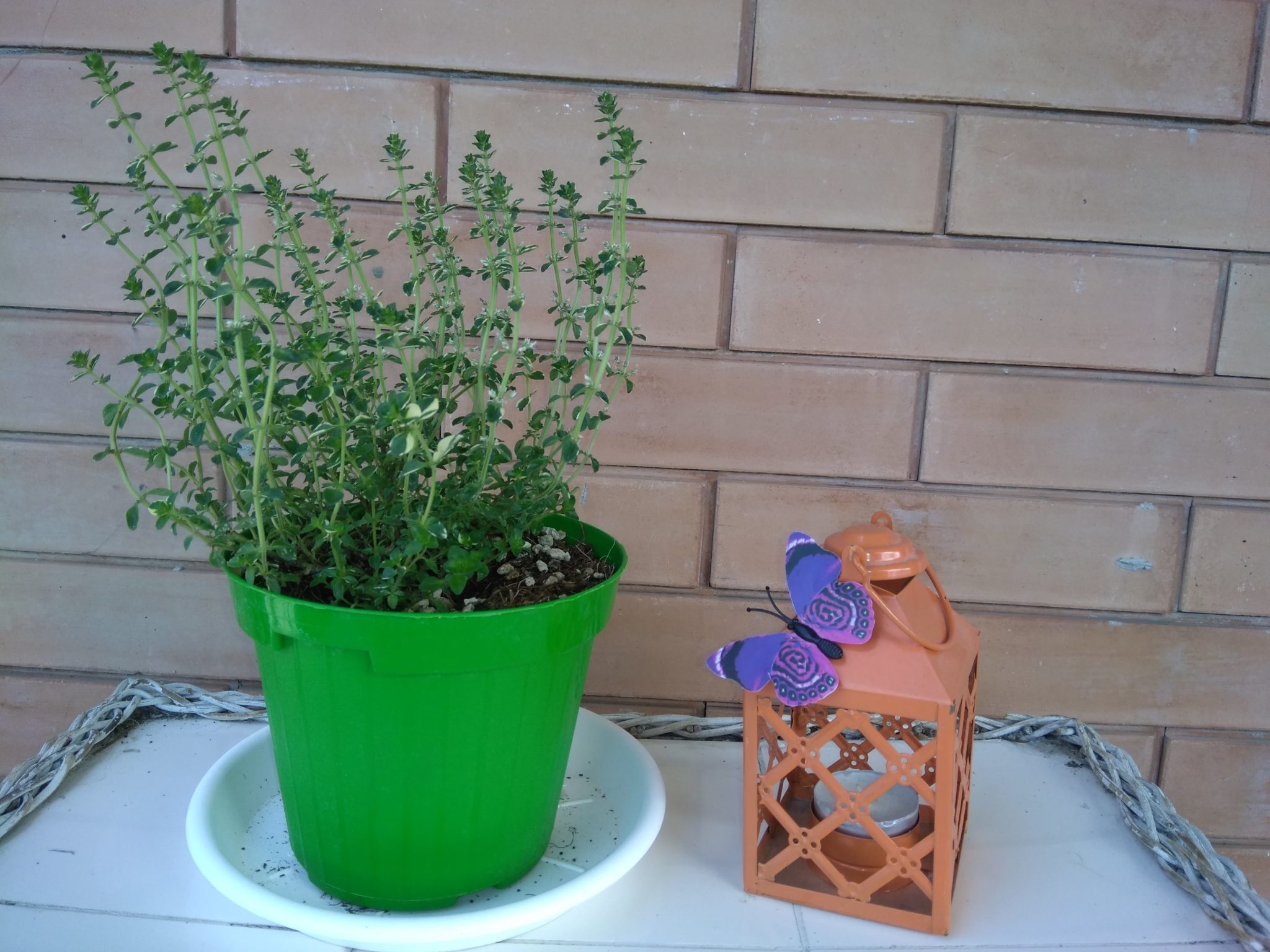 timo in vaso pianta aromatica