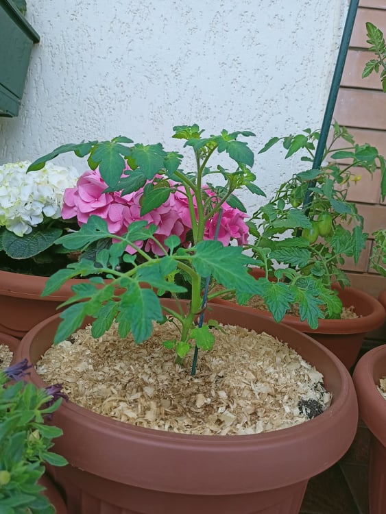 pianta di pomodoro datterino in crescita