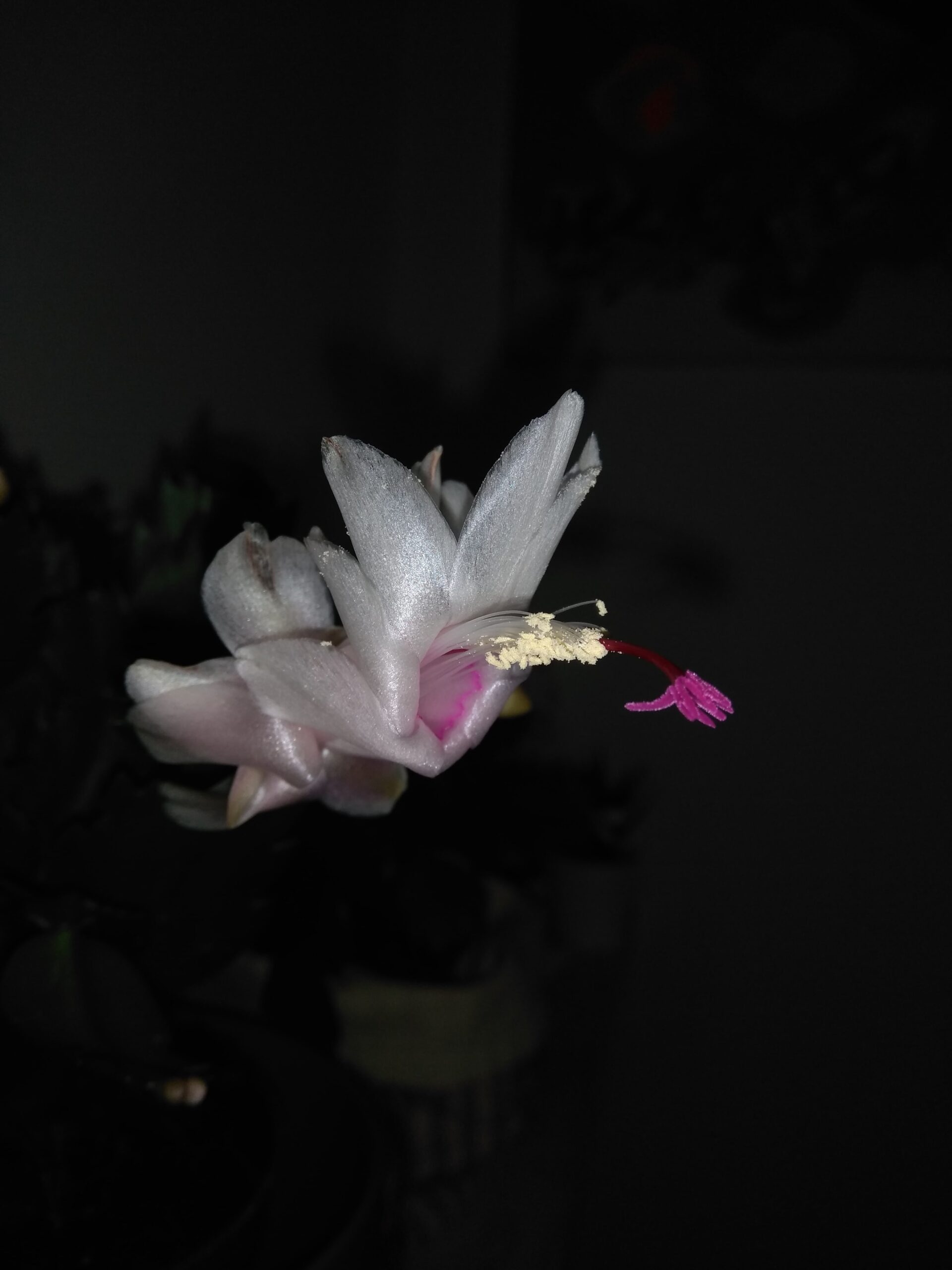 cactus di natale con fiore bianco e rosa