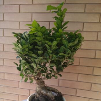 bonsai ficus ginseng cura e manutenzione