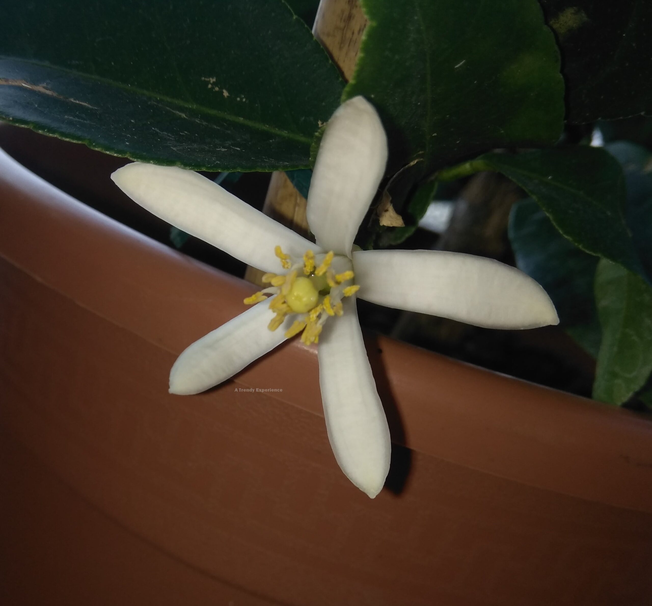 fiore della pianta di limone
