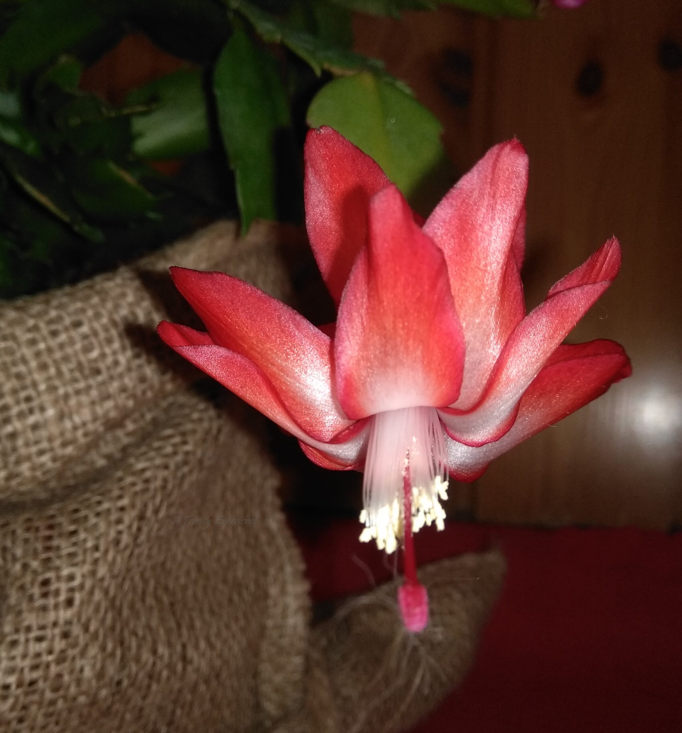 schlumbergera con fiore rosso