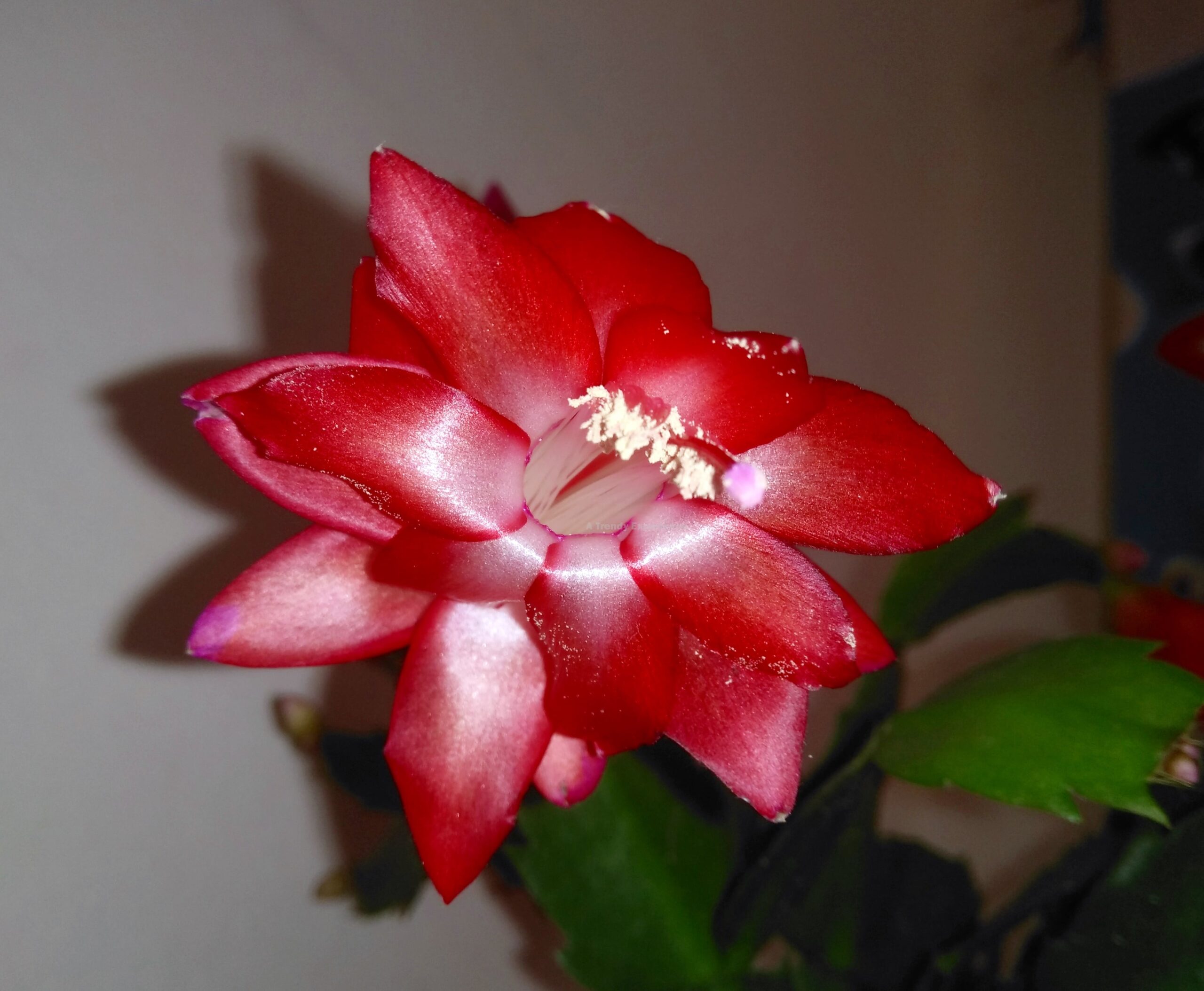 fiore Schlumbergera Cactus Di Natale