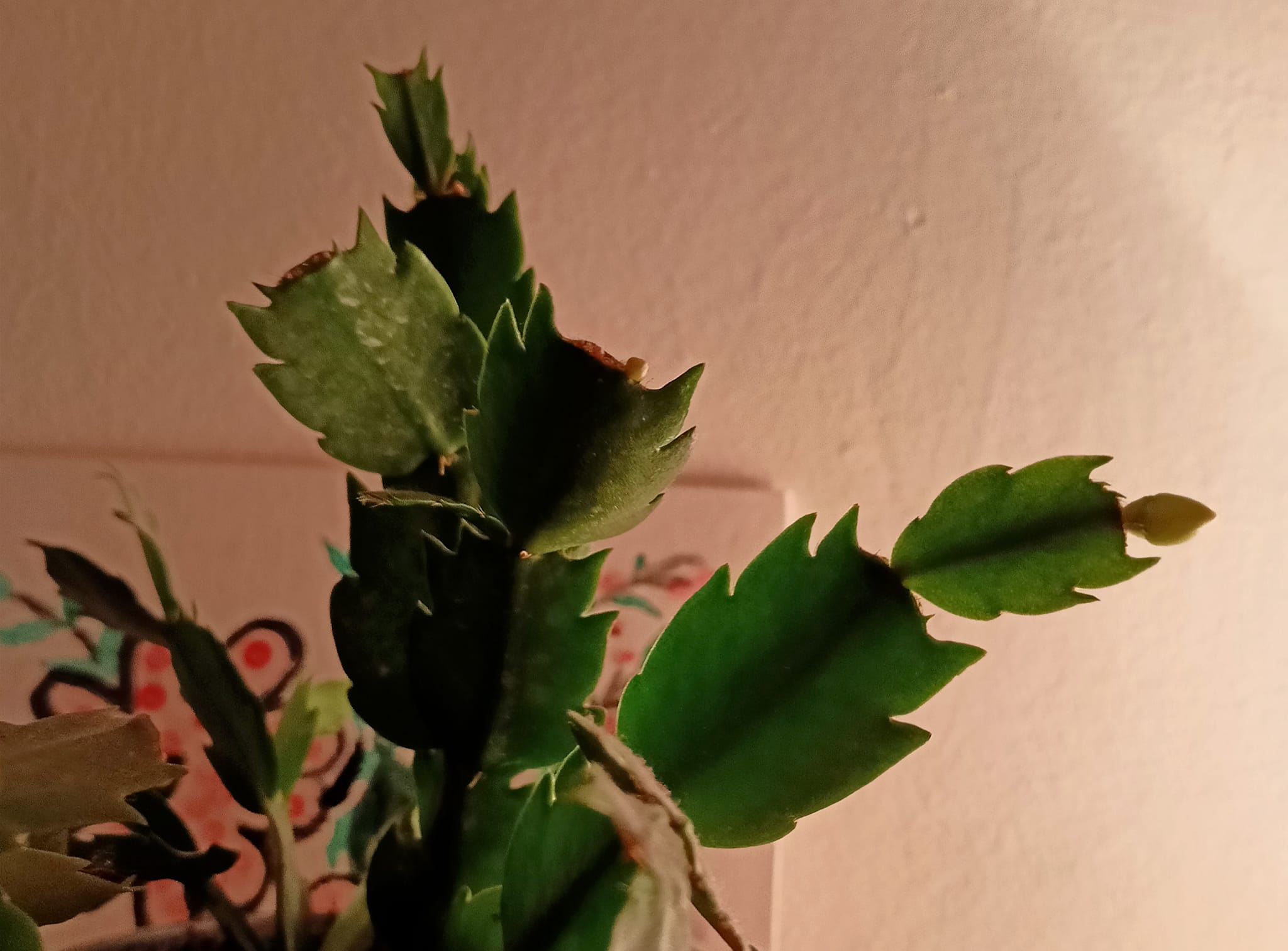 fioritura spontanea cactus di natale