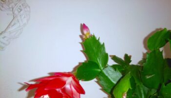 Schlumbergera Cactus Di Natale fioritura cure e manutenzione