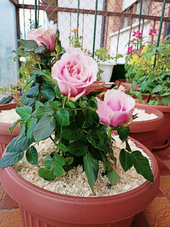 coltivare la rosa in vaso l'importanza della pacciamatura
