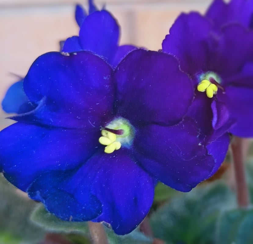 Violetta Africana Saintpaulia Ionantha irrigazione