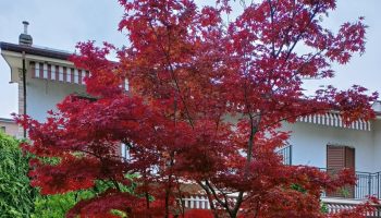 Acer Palmatum Acero Rosso Giapponese Come Coltivarlo In Vaso O Terra, Caratteristiche Cura Manutenzione Significato