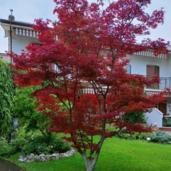 Acer Palmatum Acero Rosso Giapponese Come Coltivarlo In Vaso O Terra, Caratteristiche Cura Manutenzione Significato