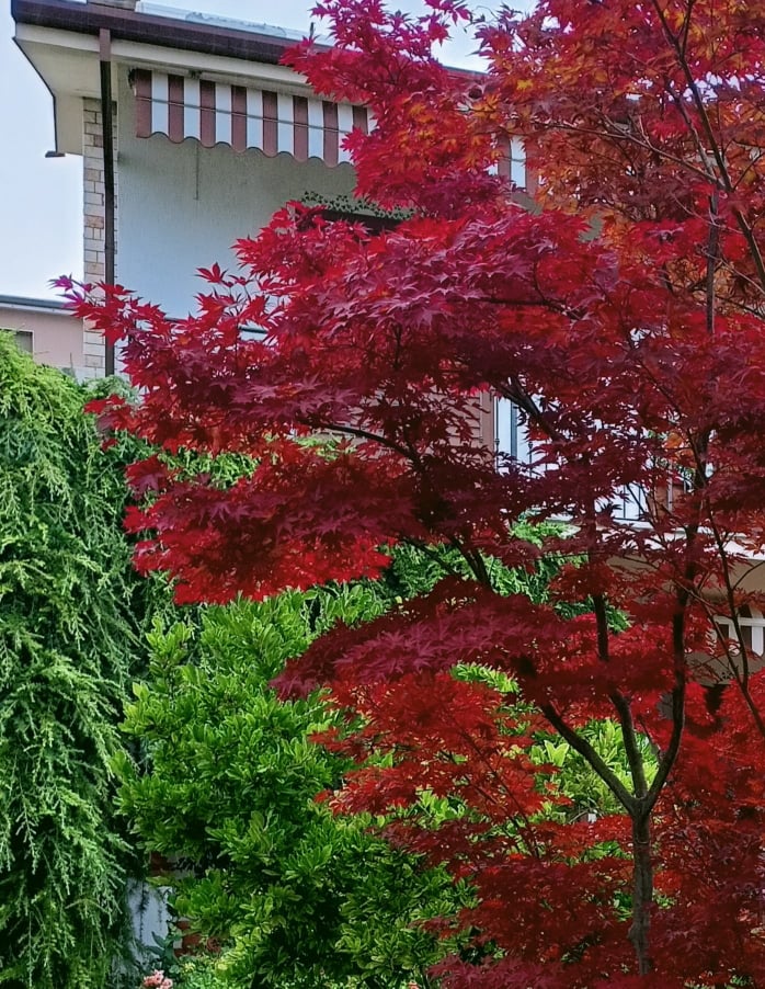 Acer Palmatum Acero Rosso Giapponese Come Coltivarlo In Vaso O Terra Acer Palmatum Acero Rosso Giapponese Come Coltivarlo In Vaso O Terra
