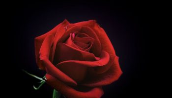 Idee Regalo Romantiche Per San Valentino: Le Rose Stabilizzate