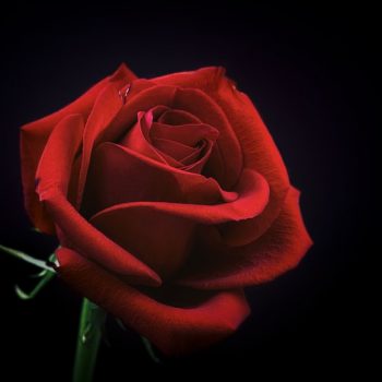 Idee Regalo Romantiche Per San Valentino: Le Rose Stabilizzate