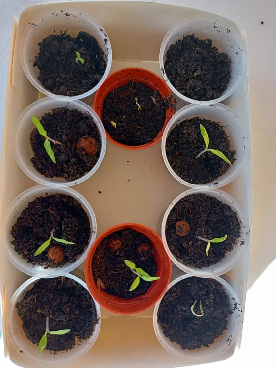 Come piantare semi di pomodoro nel semenzaio