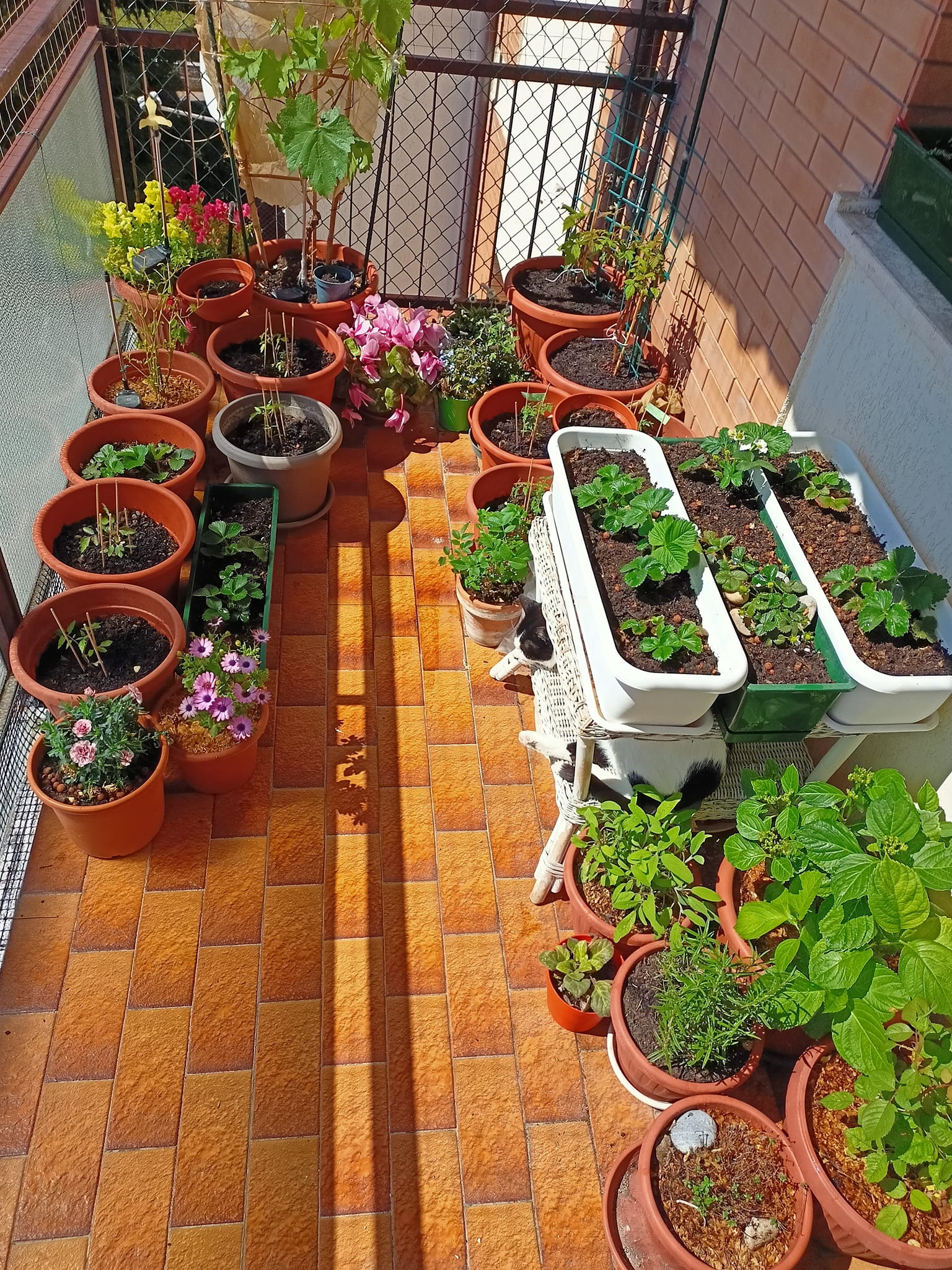 creare orto sul balcone guida smart