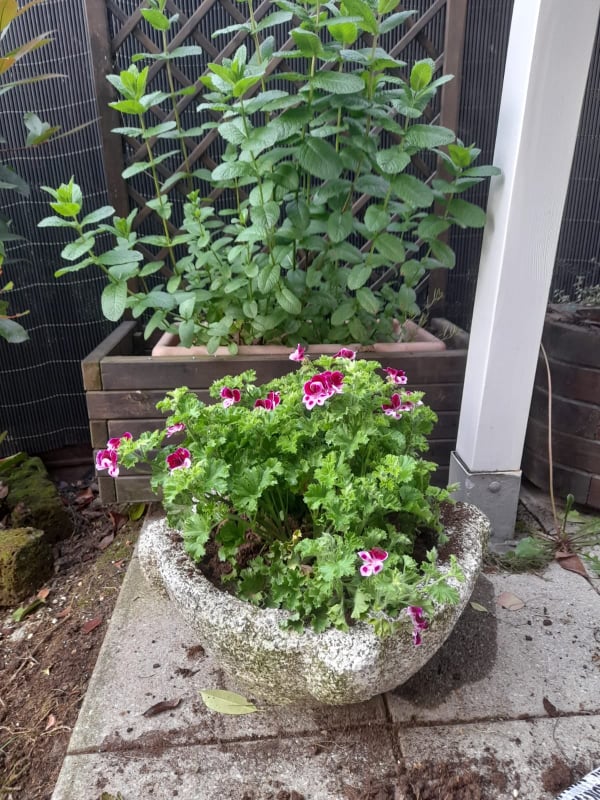 Come preparare i vasi e fioriere da giardino