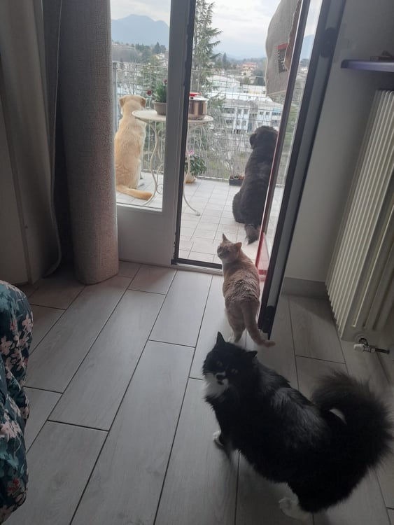Lasciate i cani e gatti a casa con un accesso sul balcone