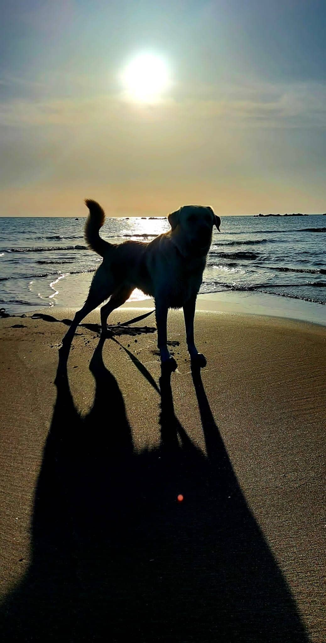 Vacanza al mare con il cane: gli orari ideali