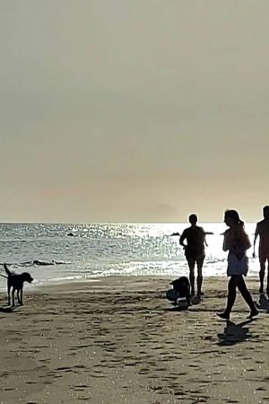 Vacanza Al Mare Con Il Cane, I Consigli Per Trascorrerla In Serenità E Sicurezza
