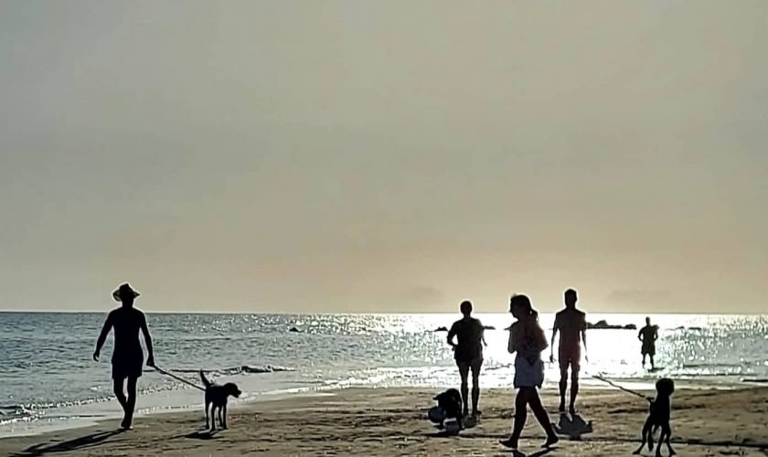 Vacanza Al Mare Con Il Cane, I Consigli Per Trascorrerla In Serenità E Sicurezza