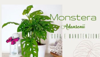 Monstera Adansonii cura e manutenzione