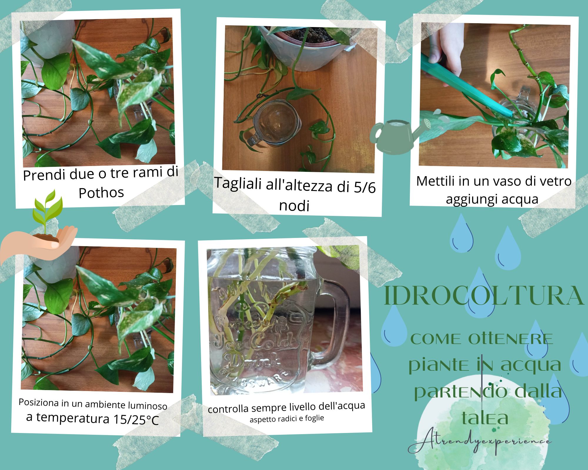 drocoltura: come ottenere piante in acqua partendo dalla talea