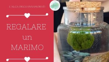 Regalare un Marimo per San Valentino, l'alga giapponese degli innamorati