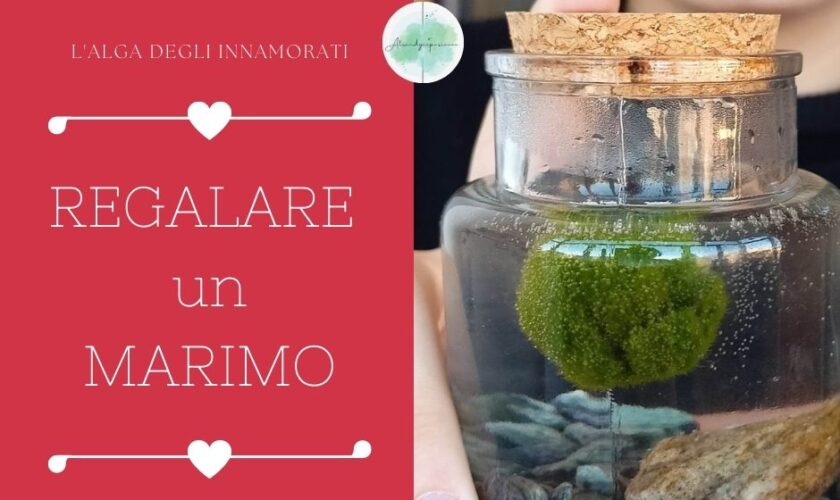 Regalare un Marimo per San Valentino, l'alga giapponese degli innamorati