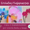 Phalaenopsis cura e manutenzione per tenerla fiorita e viva a lungo
