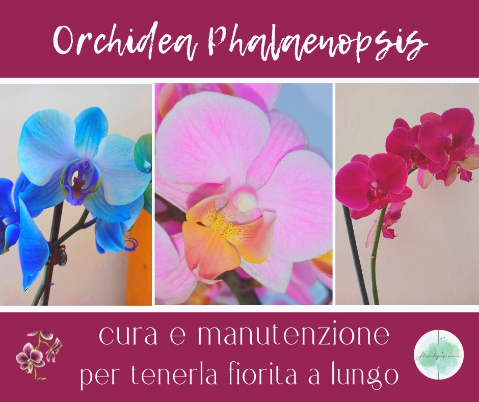 Phalaenopsis cura e manutenzione per tenerla fiorita e viva a lungo
