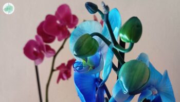 Rinvaso orchidea quando e come farlo in modo corretto passo dopo passo