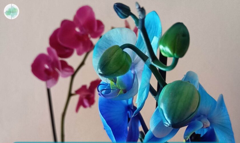 Rinvaso orchidea quando e come farlo in modo corretto passo dopo passo