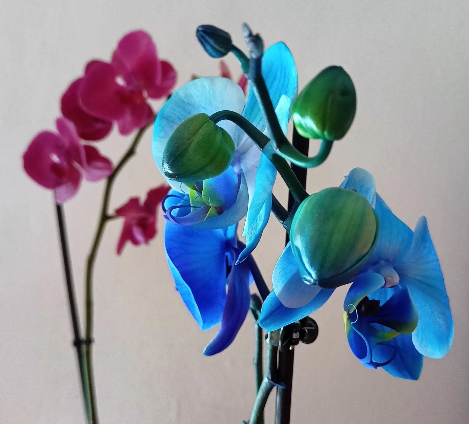 Orchidea Phalaenopsis dove posizionarla: temperatura e luce