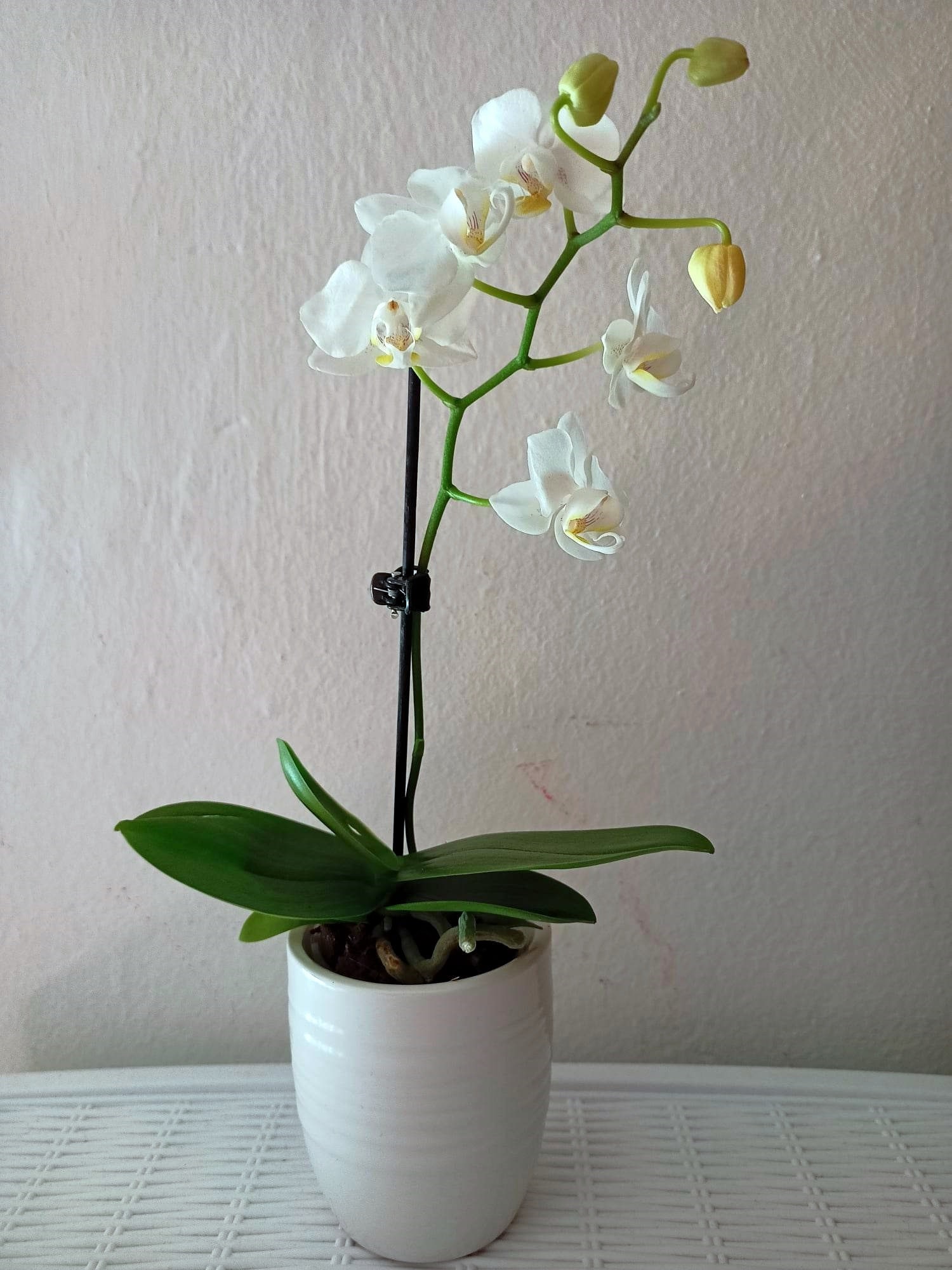 La fioritura dell' Orchidea Phalaenopsis