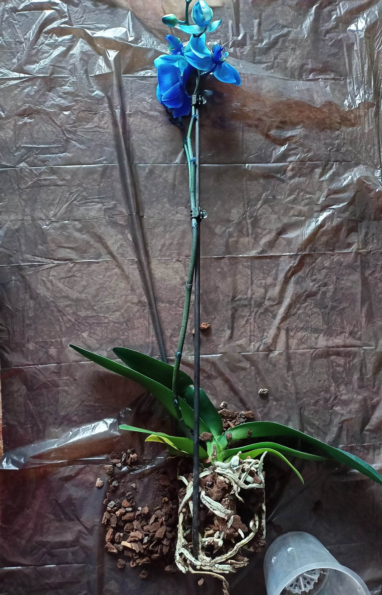 Come rinvasare le orchidee
